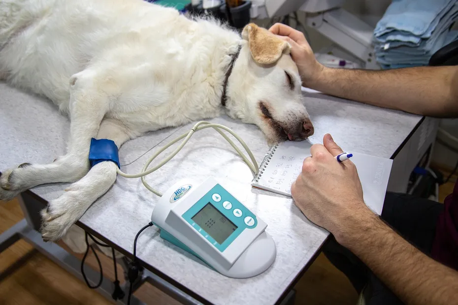 blood pressure monitored at the vet during surgery