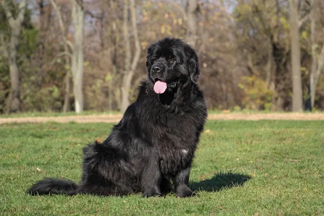 Newfoundland Dog: Info, Pictures, Facts & Traits