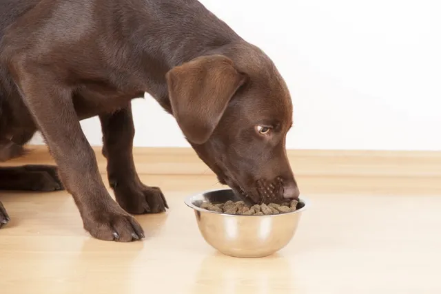 What Seasonings Can Dogs Have Safely? 6 Vet-Approved Options