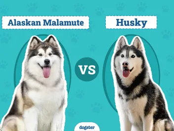 Alaskan Malamute vs Husky: The Differences (With Info & Pictures)