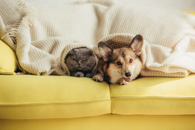 cute scottish fold cat and welsh corgi dog lying under blanket on sofa