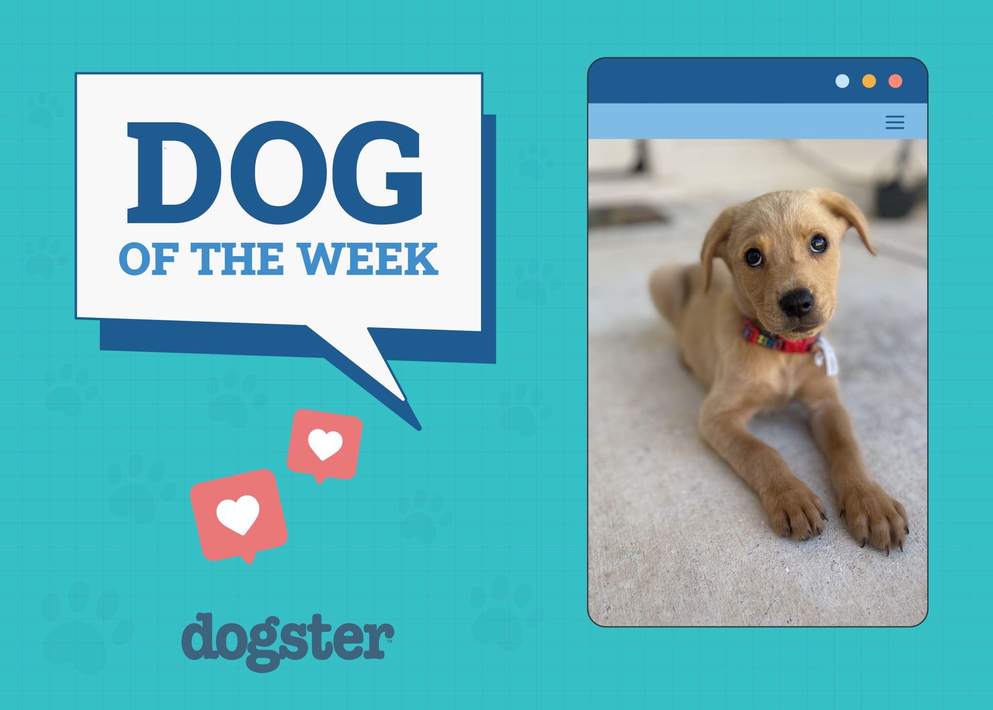 Photo-Contest-Dogs-of-the-Week-Winners-November-14-2024 copy