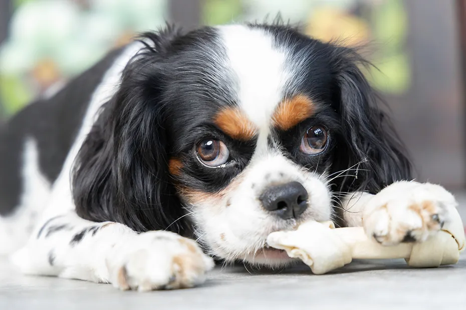 cavalier king charles spaniel eating bone treat