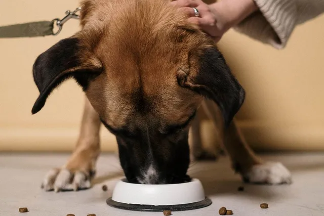 Why Does My Dog Leave Food on the Floor? 7 Vet-Reviewed Reasons