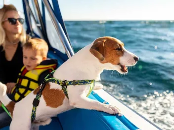 Boating With Dogs: 8 Vet-Approved Tips to Enjoy the Water With Your Pup