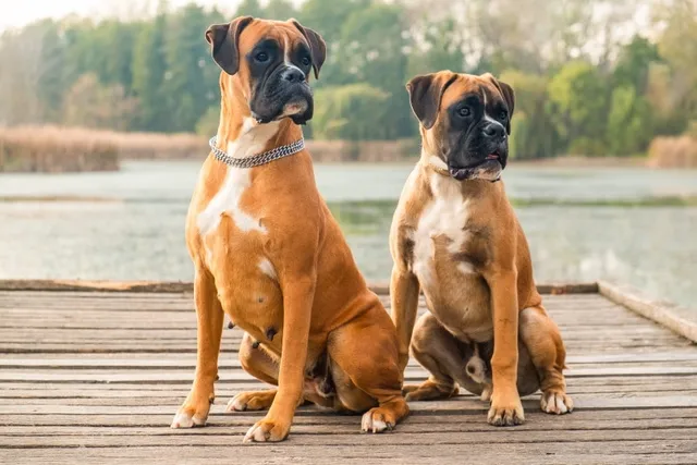 What Were Boxers Bred For? History & FAQ
