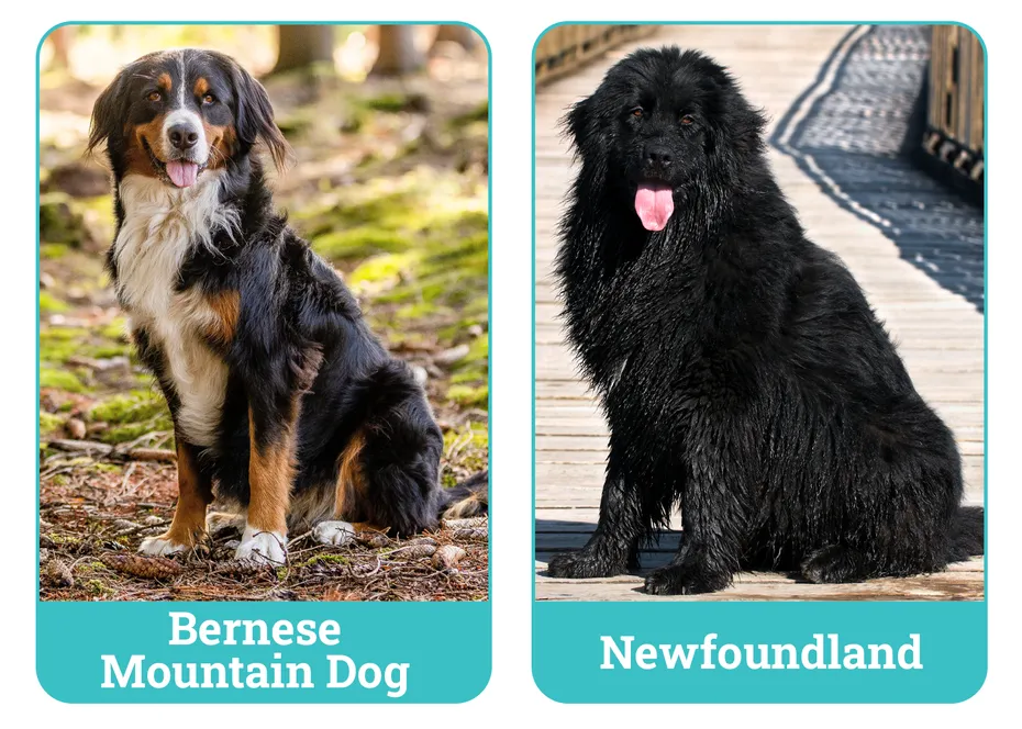 Bernese Mountain Dog vs Newfoundland