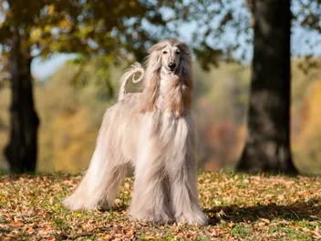 15 Dog Breeds That Don't Shed: Separating Fact From Fiction