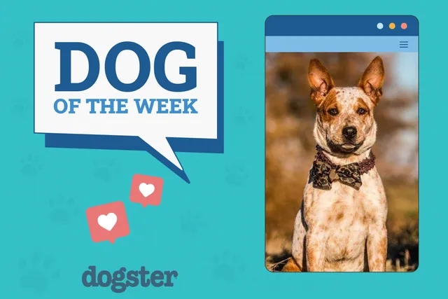 Dogster Photo Contest: Dogs of the Week Winners (Jan 16, 2025)