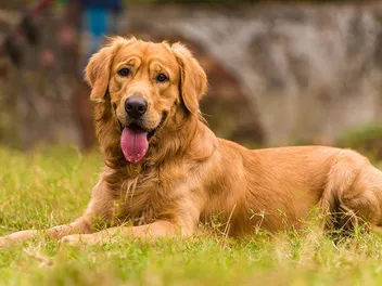 9 Signs of Submissive Dog Behavior: Vet Approved Facts & Advice
