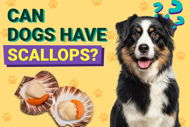 Can Dogs Have Scallops? Vet-Verified Nutrition Facts & FAQ