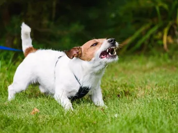 How to Stop a Dog From Barking at Noises: 6 Vet-Approved Ways