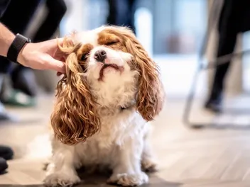10 Dog Breeds Prone to Skin Problems & Conditions: Vet-Reviewed Signs & Care