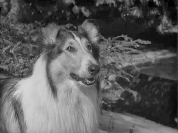 What Breed of Dog Was Lassie? Famous TV Character Facts & FAQ