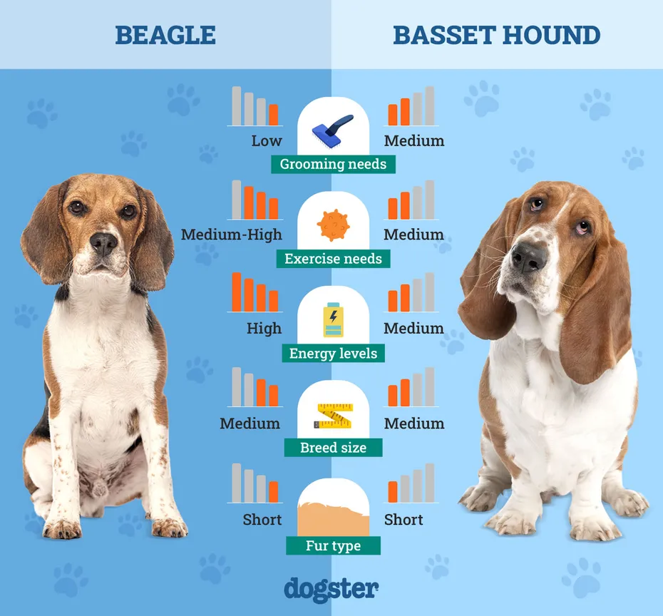 Dogster_Side by Side Comparison_ Beagle vs Basset Hound