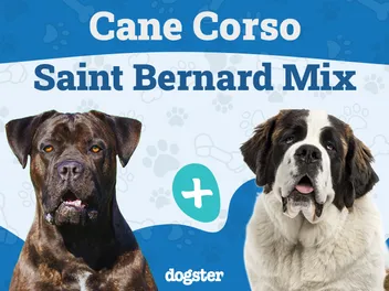 Cane Corso St. Bernard Mixed Dog Breed: Info, Pictures, Care & More