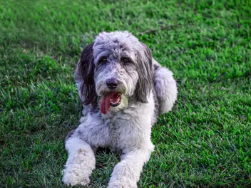 10 Best Dog Foods for Aussiedoodles in 2026 - Reviews & Top Picks