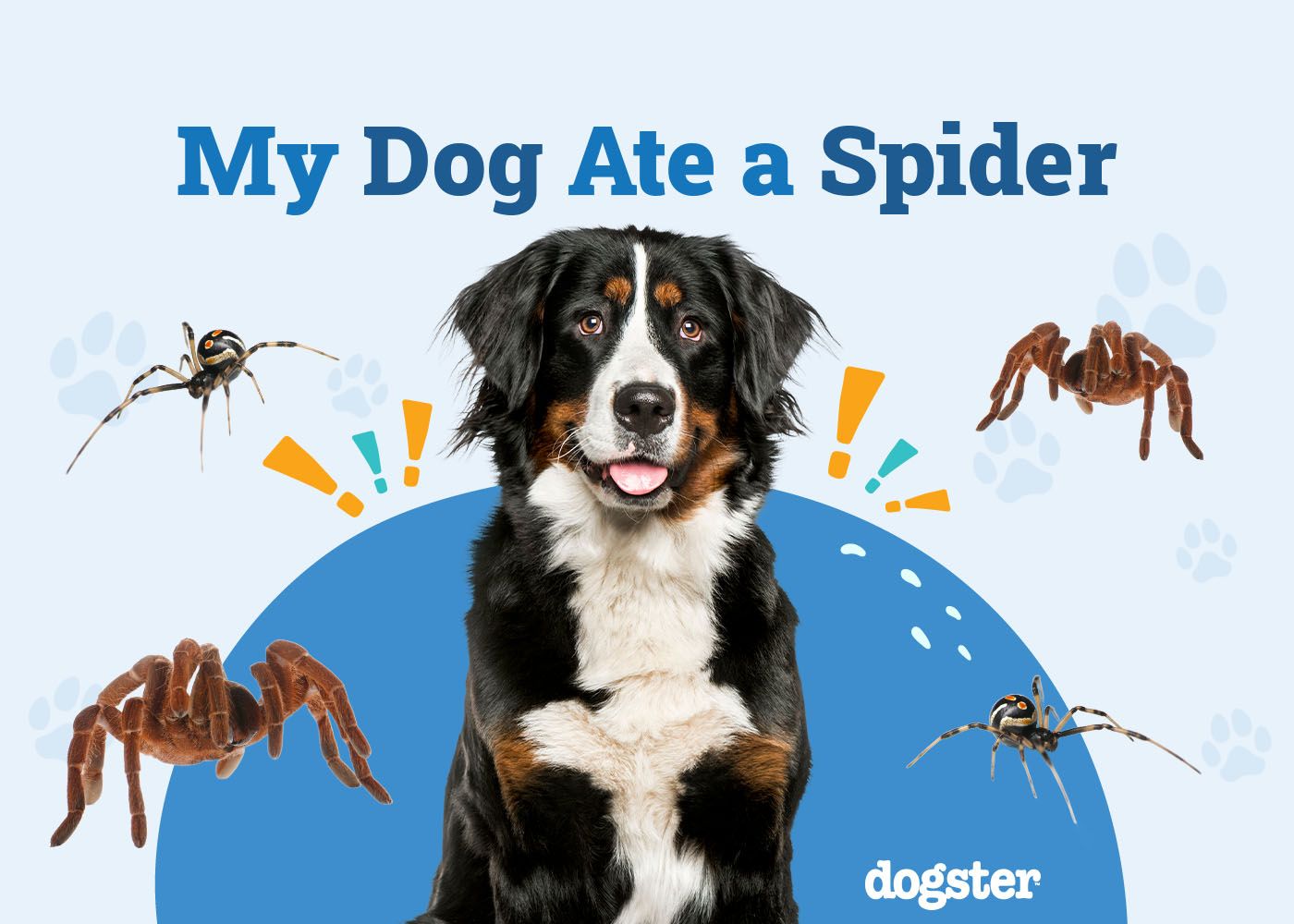 My Dog Ate a Spider, What Should I Do? Our Vet Approved Guide