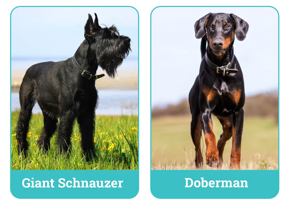 Giant Schnauzer vs Doberman