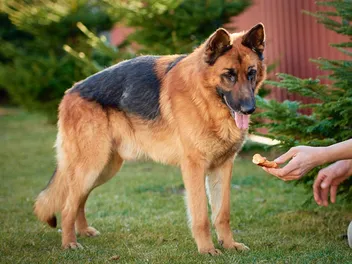 Giant German Shepherd: Info, Pictures, Origin & History