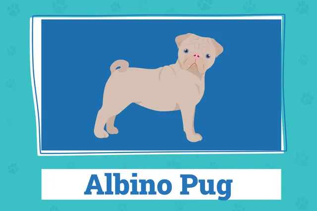 Leucistic & Albino Pugs: Vet-Verified Info & FAQ