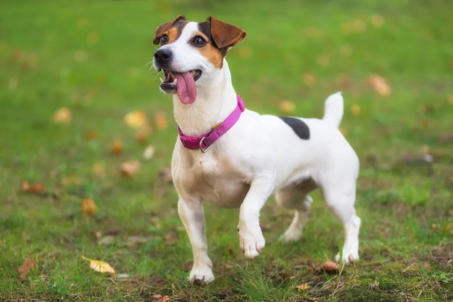 Jack Russell terrier dog in the park on grass meadow