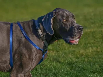 How Much Do Great Danes Drool? Vet-Verified Common Causes & Prevention