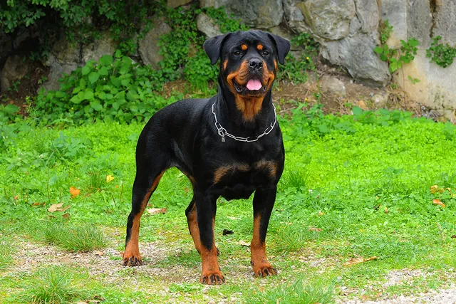 How Fast Can a Rottweiler Run? Vet-Verified Facts & Comparison Chart