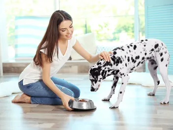 Why Are Dogs So Food Motivated? Vet-Approved Explanation