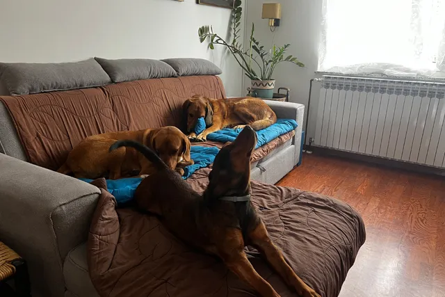 Doggy Couch Wars: The Battle for Comfort