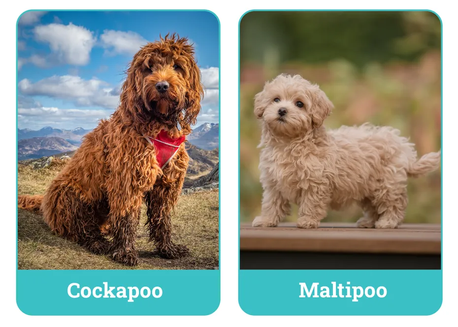 Cockapoo vs Maltipoo