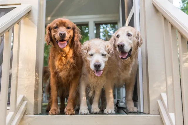 Do Dogs Have a Hierarchy? Vet-Verified Social Structures Explained