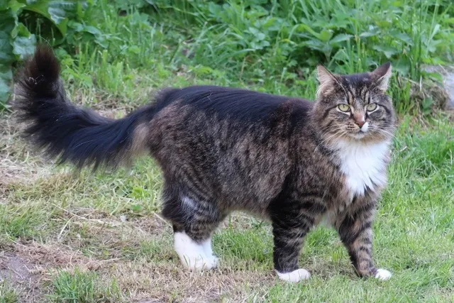14 Cat Breeds That Get Along With Dogs (With Info & Pictures)