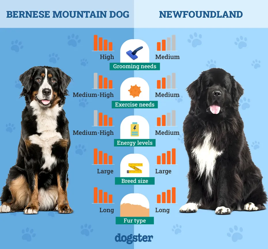 Dogster_Side by Side Comparison_ Bernese Mountain Dog vs Newfoundland