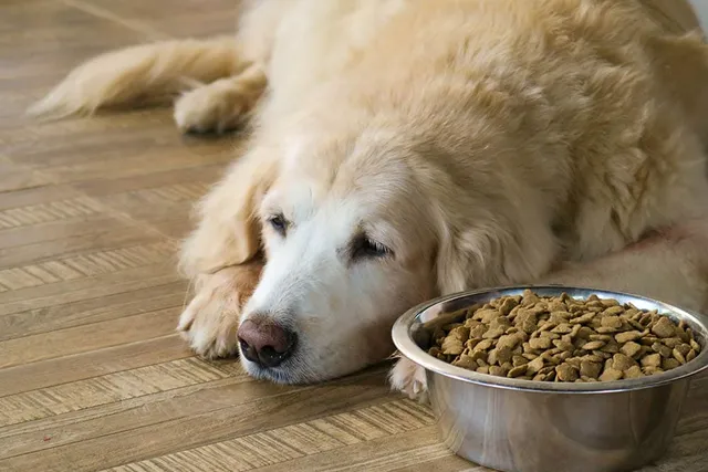 How to Diagnose Food Allergies in Dogs: Signs to Look For (Vet Answer)