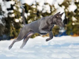3 Different Types of Ridgeback Dogs: Info, Pictures & Origins