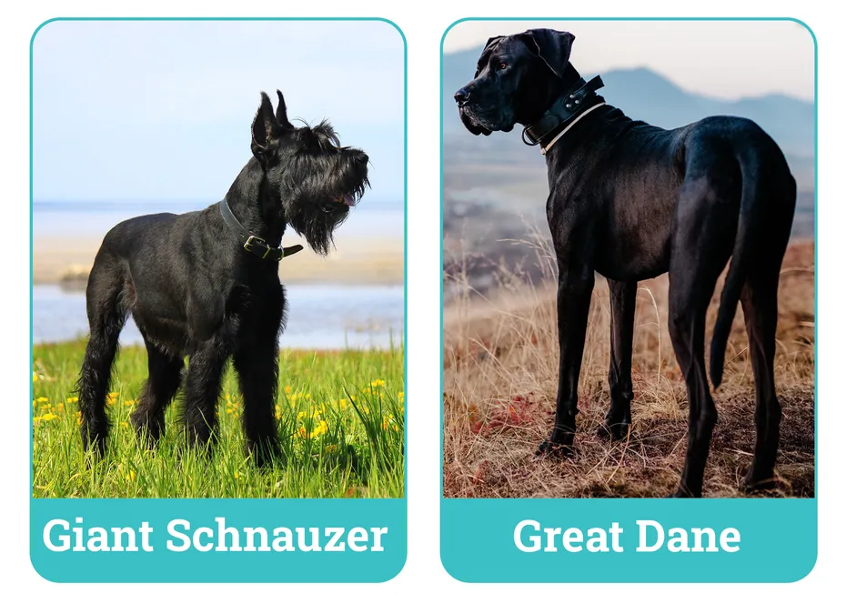Giant Schnauzer vs. Great Dane