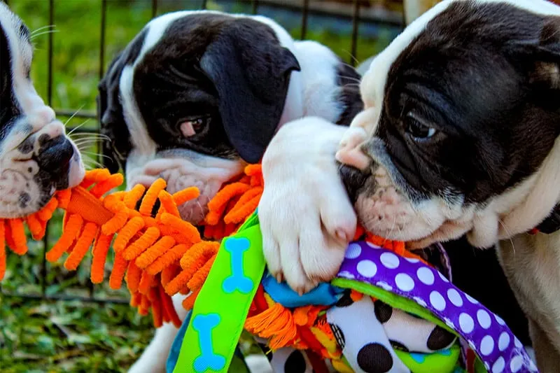 Three Alapaha Blue-Blood Bulldogs playing together