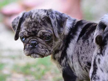 Merle Pug: Info, Pictures, Origin & History