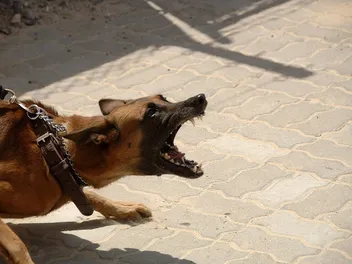 Dog Lunges at Other Dogs: 6 Vet-Approved Ways to Stop It