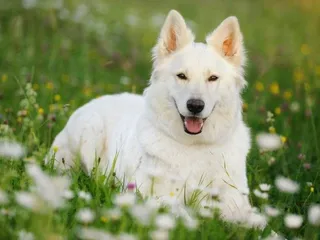 White Shepherd Dog Breed: Info, Pictures, Traits & Care Guide