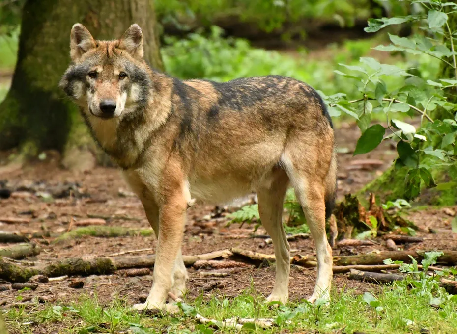 The red wolf is a canine