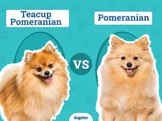 Teacup Pomeranian vs. Pomeranian: The Differences (With Pictures)