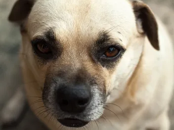 Daug (Dachshund & Pug Mix): Info, Pictures, Care & More