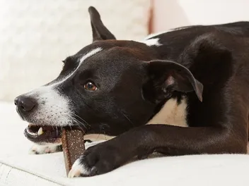 10 Best Dog Breath Fresheners in 2026 - Reviews & Top Picks