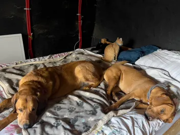 Dogs and Anxiety: How Lava, Hela and Lajka React to Everything