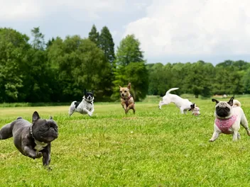 10 Off-Leash Dog Parks in Alexandria, VA (2026 Update)