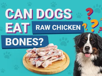 Can Dogs Eat Raw Chicken Bones? Our Vet Explains Nutrition Facts & Info