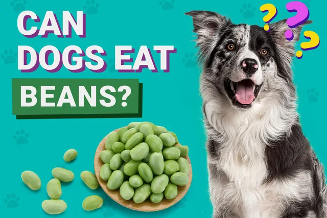Can Dogs Eat Beans? Vet-Verified Nutrition Facts, Tips & Risks