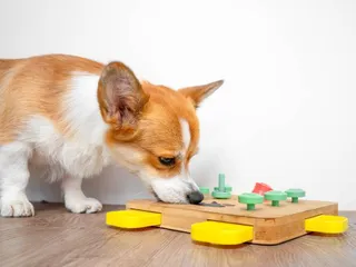 12 Indoor Dog Games to Play When You’re Stuck Inside